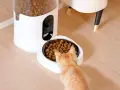 Un gato naranja se acerca a un comedero personalizado, listo para disfrutar de su comida.
