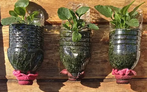 Tres macetas recicladas originales, hechas de botellas de plástico, con plantas verdes y adornos rosados, colgadas sobre madera.