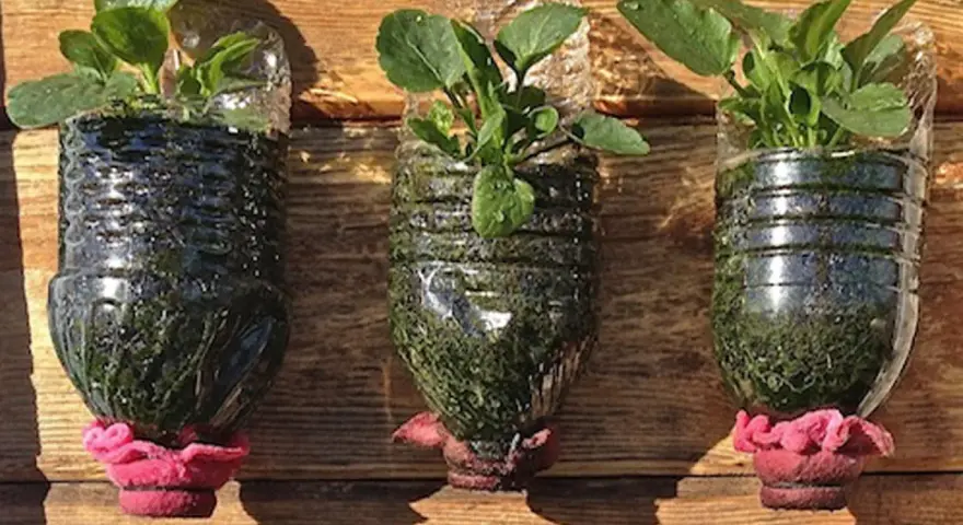 Tres macetas recicladas originales, hechas de botellas de plástico, con plantas verdes y adornos rosados, colgadas sobre madera.