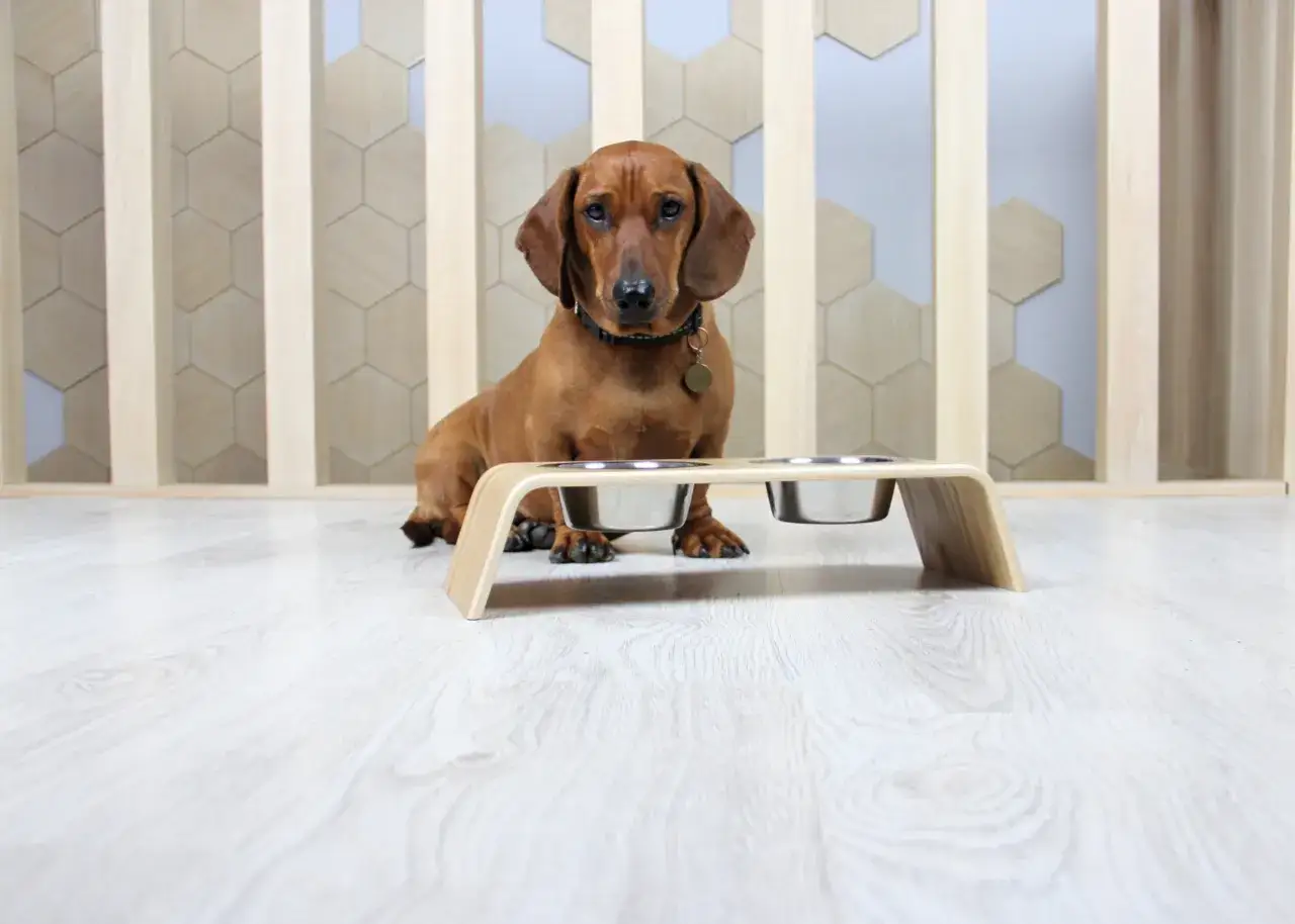Dachshund marrón sentado junto a un comedero personalizado de madera con dos cuencos de acero inoxidable.