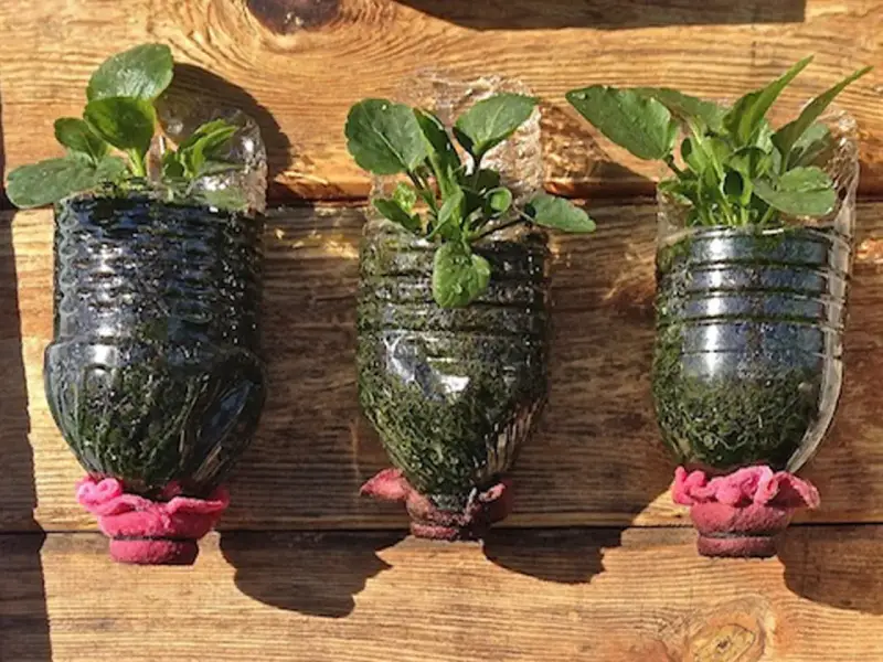 Tres macetas recicladas originales, hechas de botellas de plástico, con plantas verdes y adornos rosados, colgadas sobre madera.